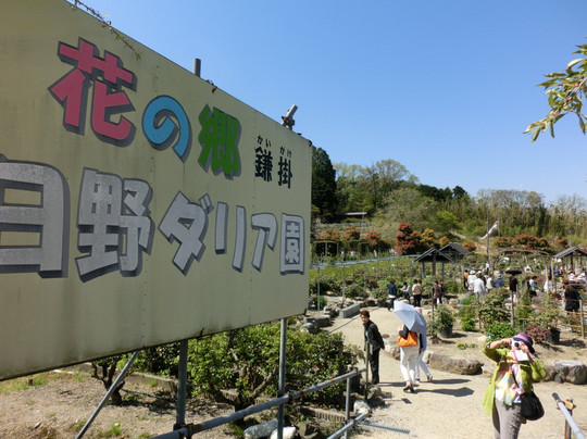 Hino Dahlia Garden-日野町必去景点