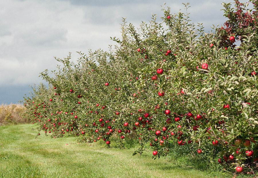 Archibald Orchards & Estate Winery景点图片