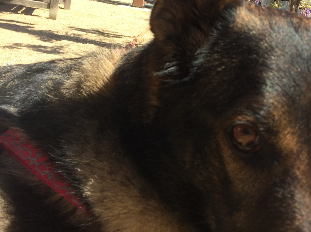 Mitchell Katz Winery-普莱森顿必去景点