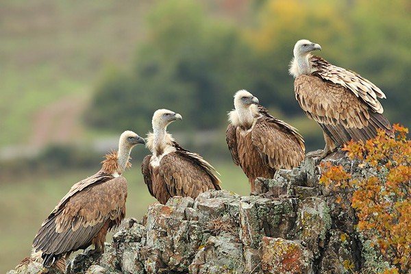 Neophron Tours-瓦尔纳必去景点