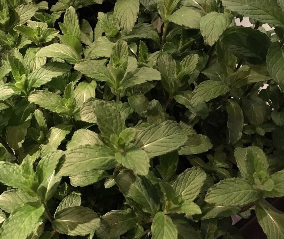 Cafe - Cinebar - Bistro-阿尔布施塔特必去景点