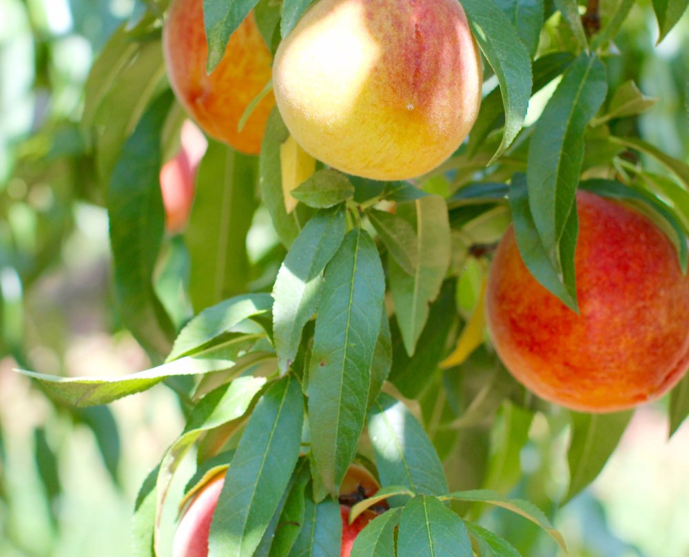 Dickey Farms-Musella必去景点