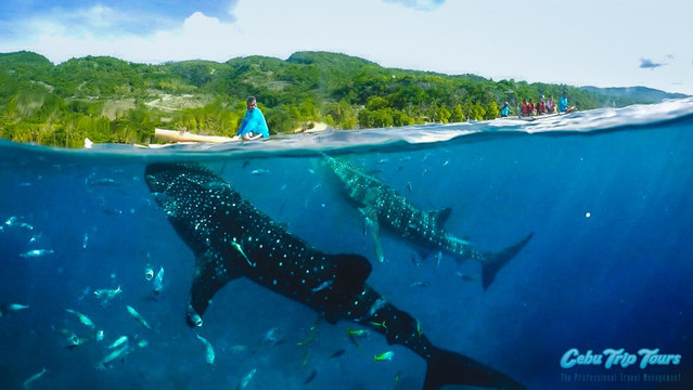 Cebu Trip Tours-宿雾市必去景点