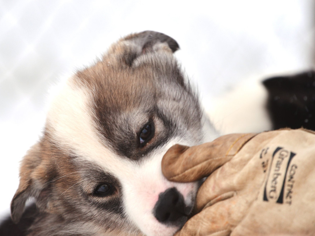 Trapper's Station-朗伊尔城必去景点