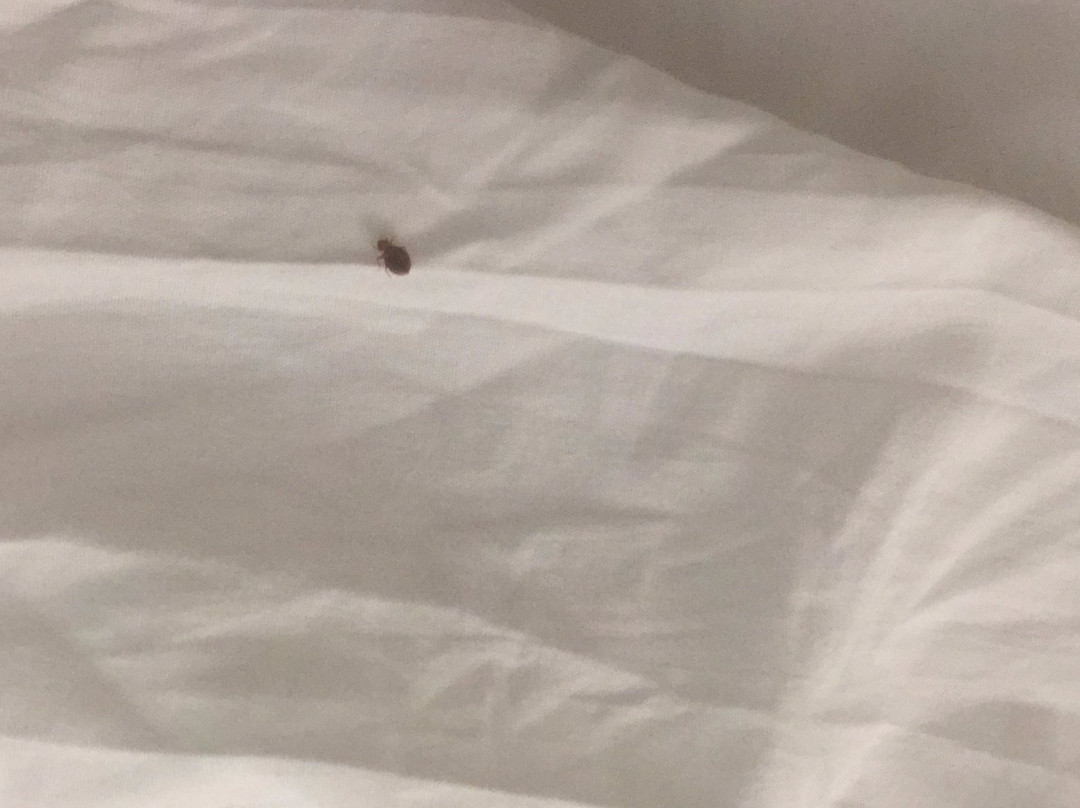 Berkeley旅游攻略图片