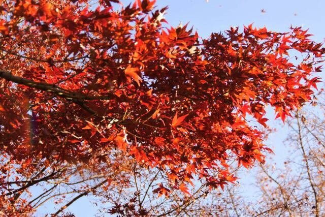 Momijiyama Park-中野区必去景点