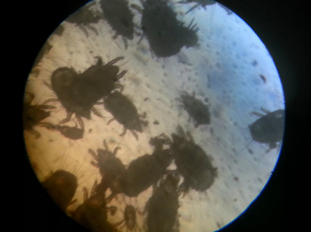 Würchwitzer Milbenkäse Manufaktur