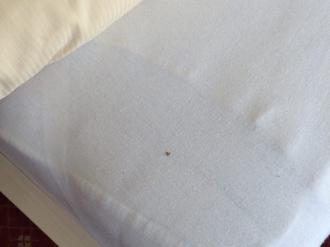 Goldener Adler Hotel主图