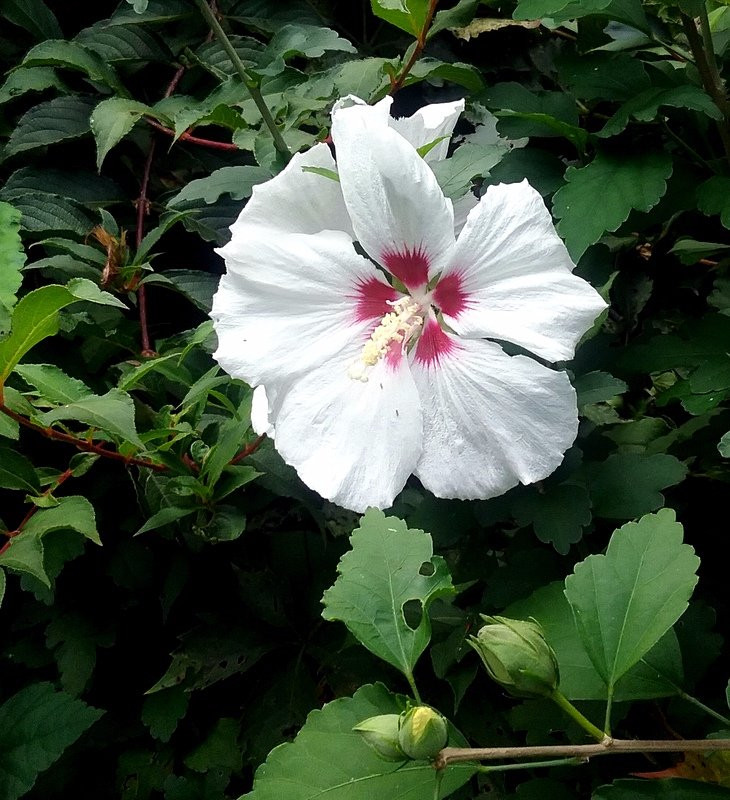 Weber House and Garden-Streator必去景点