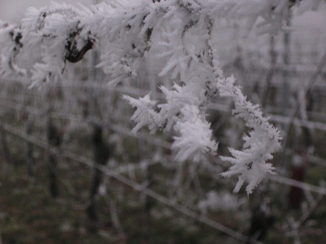 Domaine Bernard Humbrecht景点图片