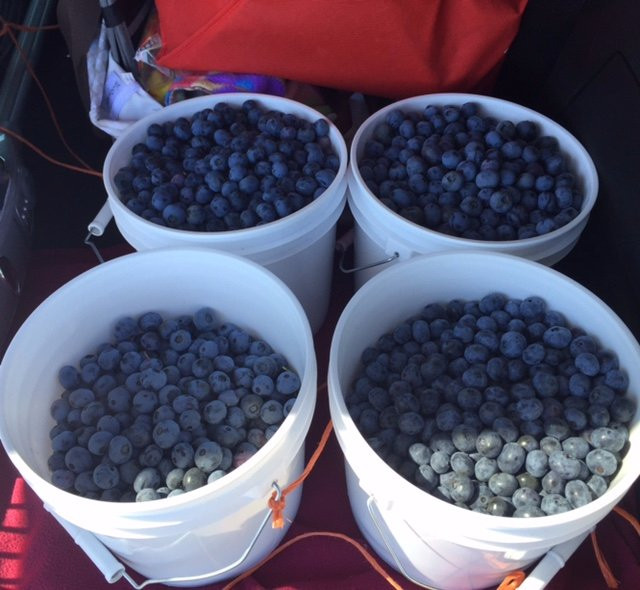 Reender's Blueberry Farm-West Olive必去景点