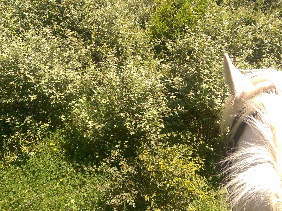 Trailriders Horse Trekking-Gouvia必去景点