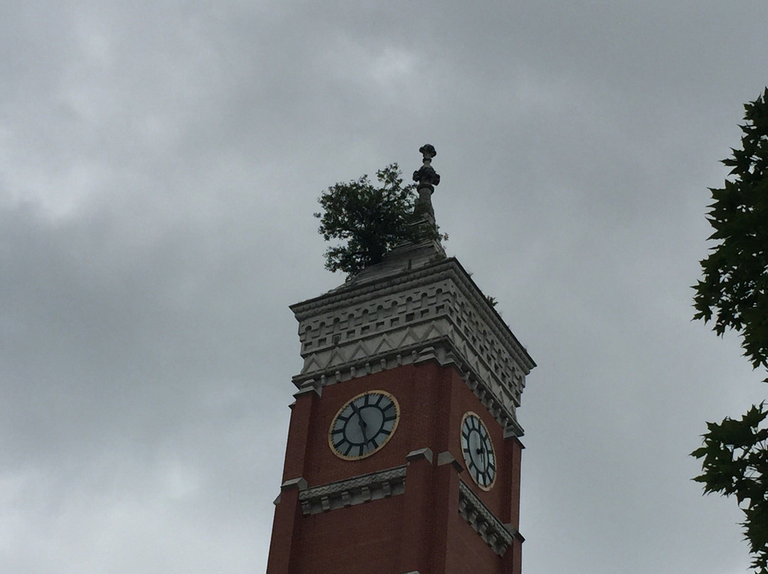 Courthouse Tree景点图片