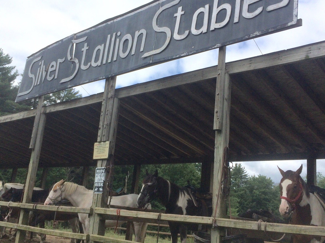 Silver Stallion Stables景点图片