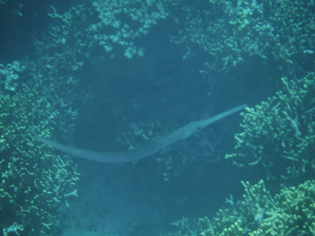 Piti Bomb Holes Preserve-Piti必去景点