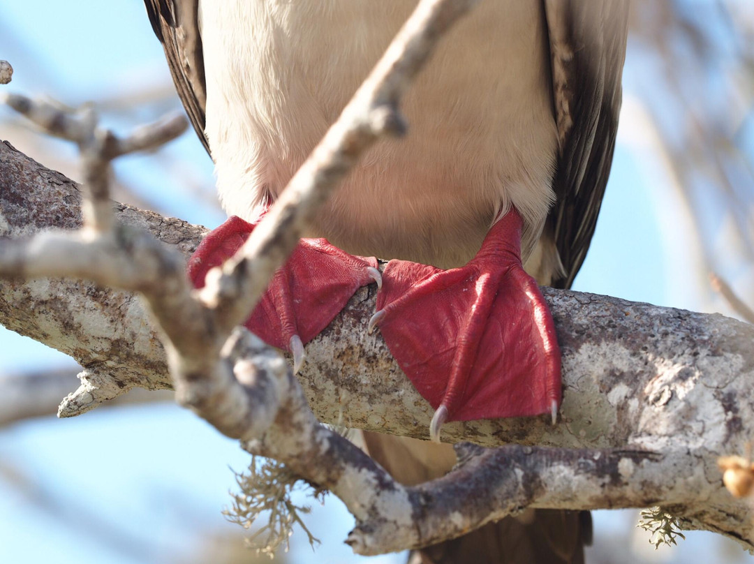Darwin Trail-Genovesa必去景点