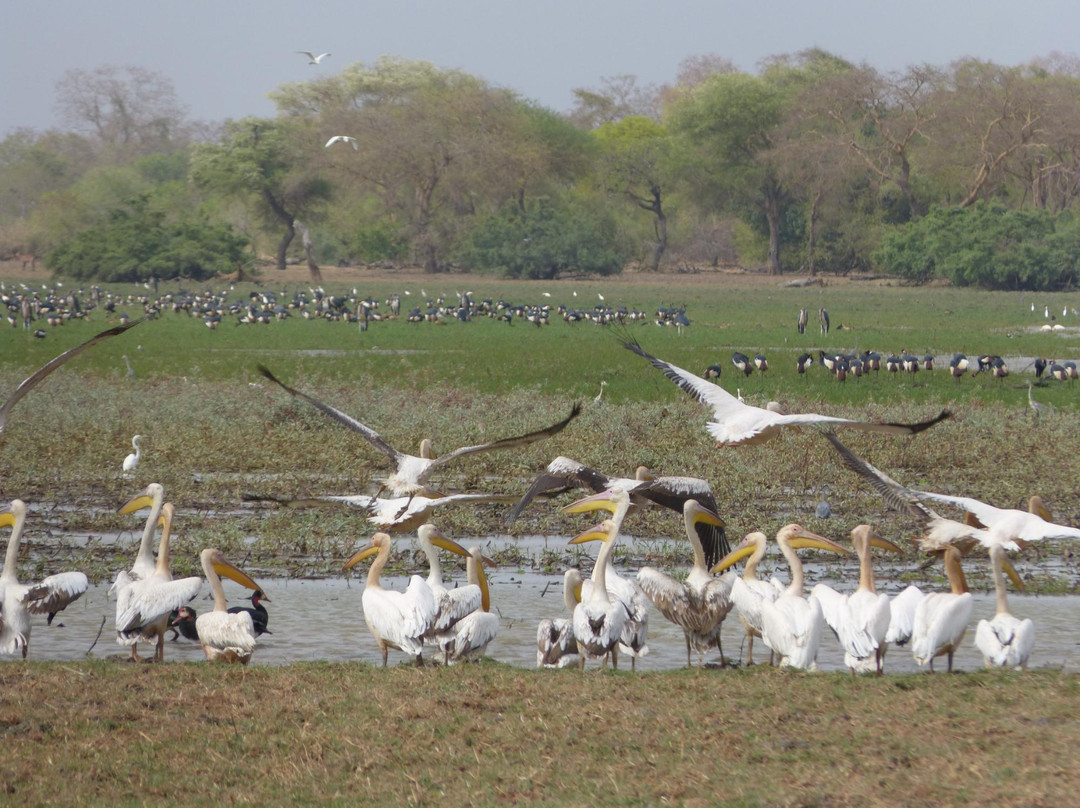 乍得旅游攻略图片