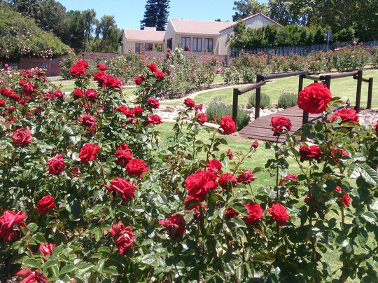 Durbanville Rose Garden-Durbanville Hills必去景点