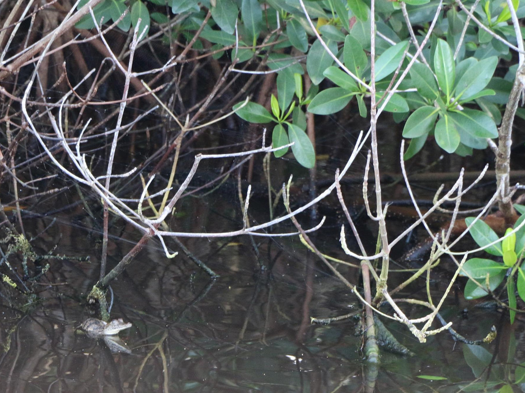 Buttonwood Canal-大沼泽国家公园必去景点