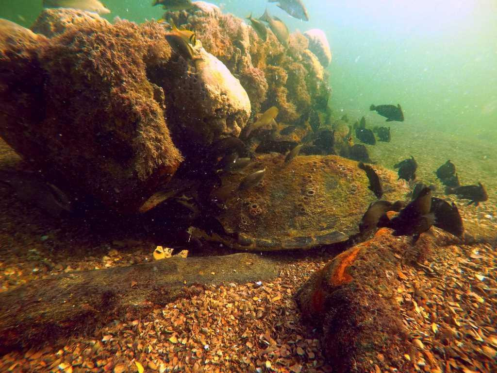 La Mar Campeche Diving & Archaeology景点图片