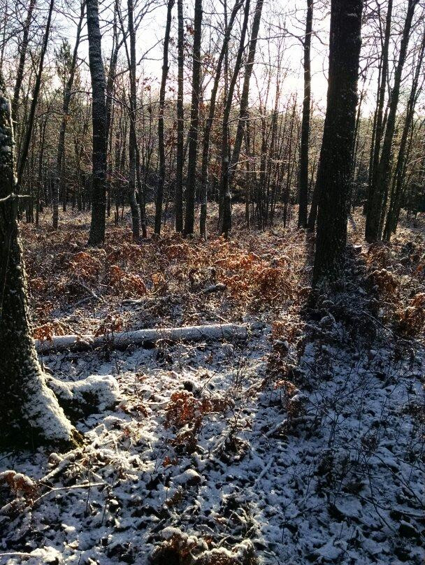 Mason Tract Pathway景点图片