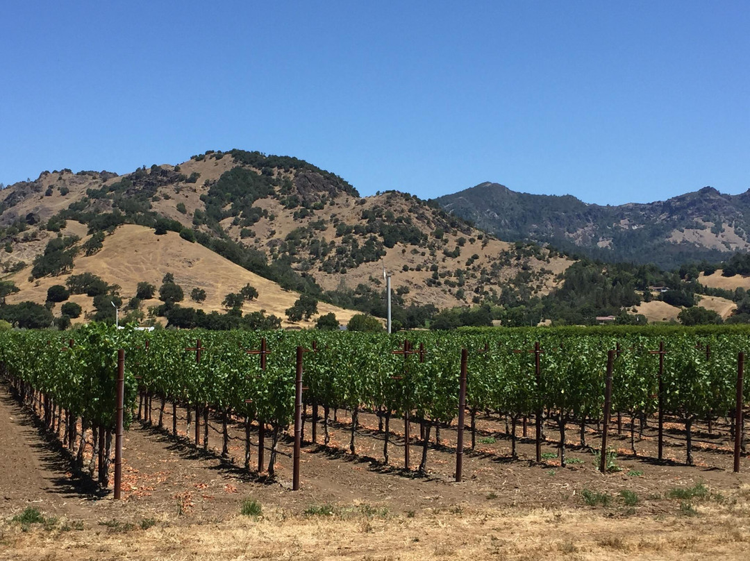 Napa Valley Winery Bike Tour景点图片