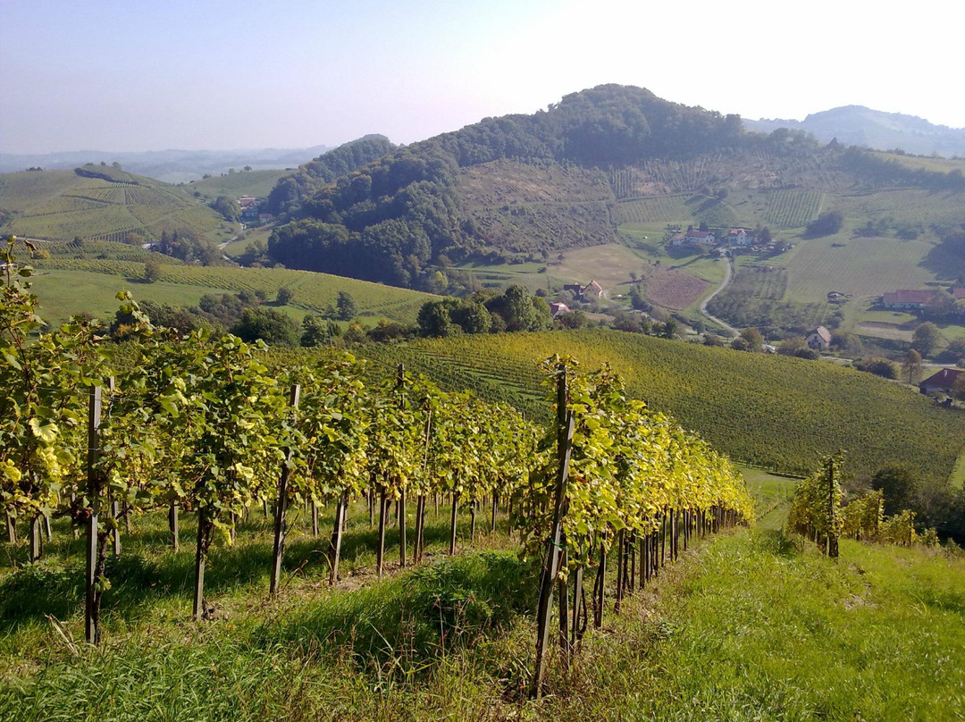 Ramsak Winery-马里博尔必去景点