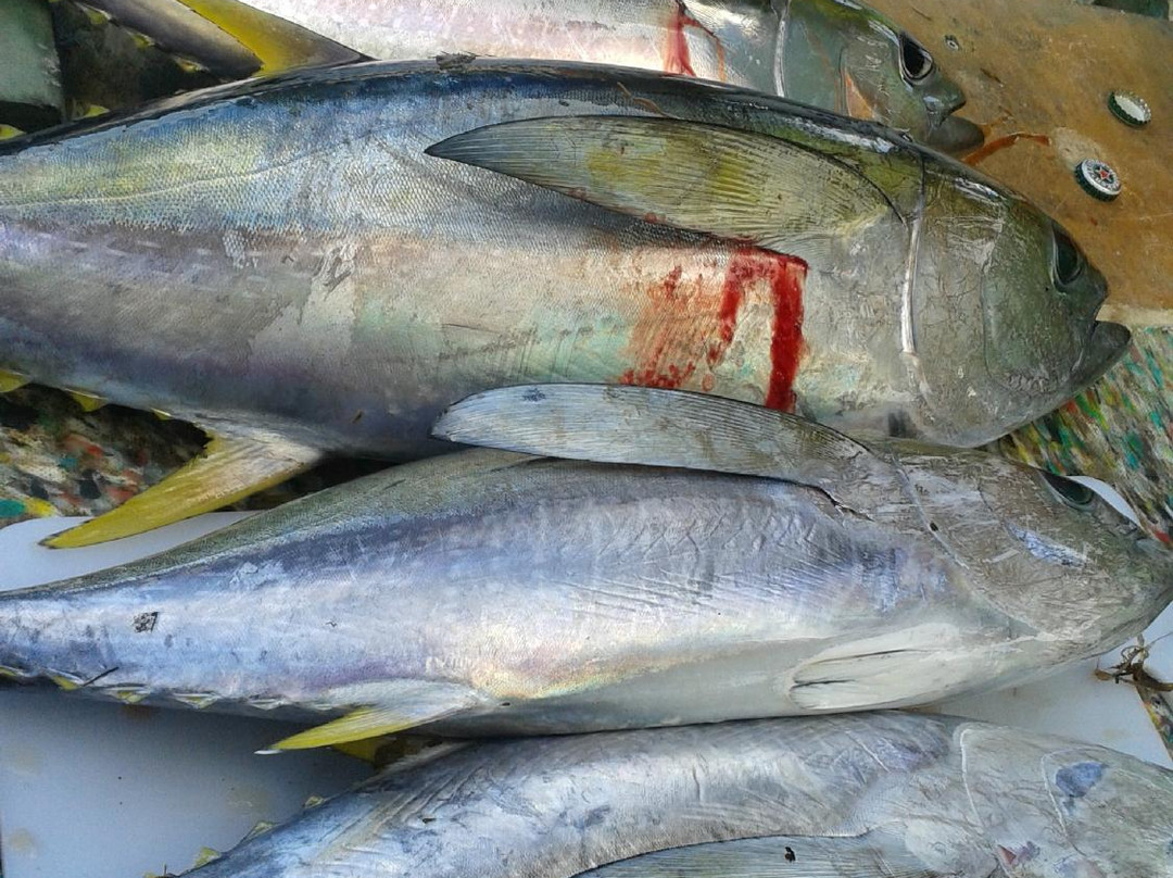 Captain Moko's Fishing Charters-拉罗汤加必去景点