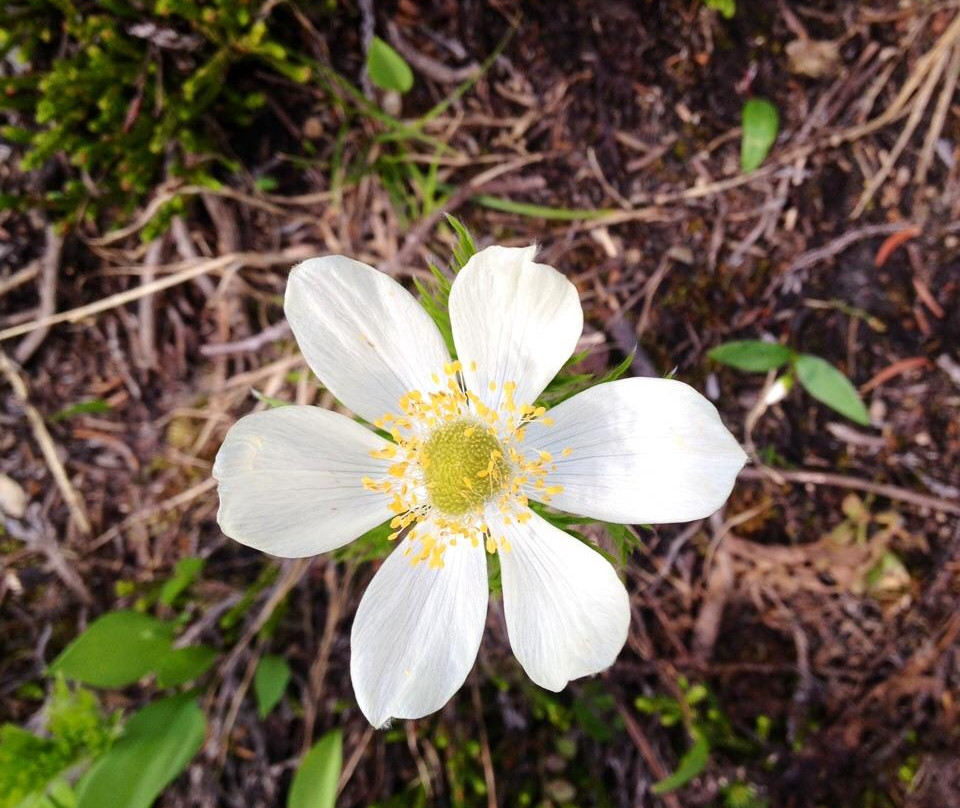 Gorman Lake-戈尔登必去景点