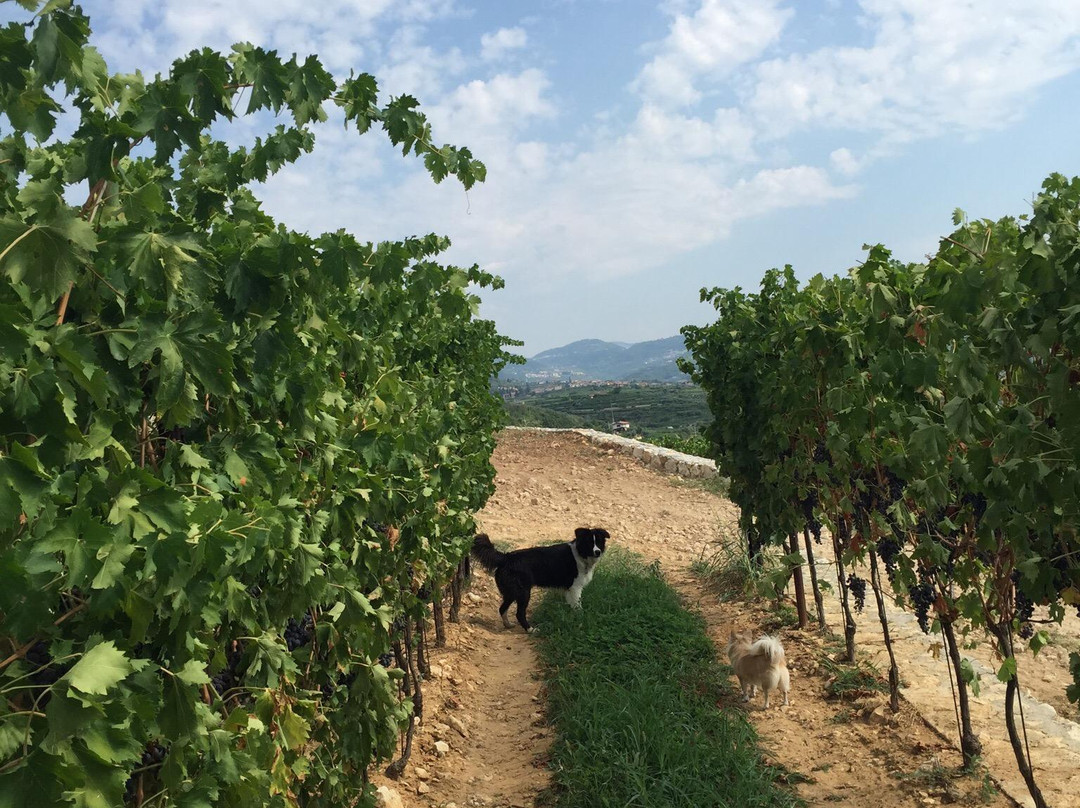 Ca Delle Vigne主图