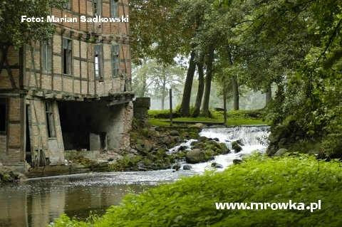 Mrowka - River Kayaking & Rental景点图片