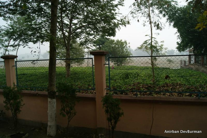 Dooars Palm Resort主图