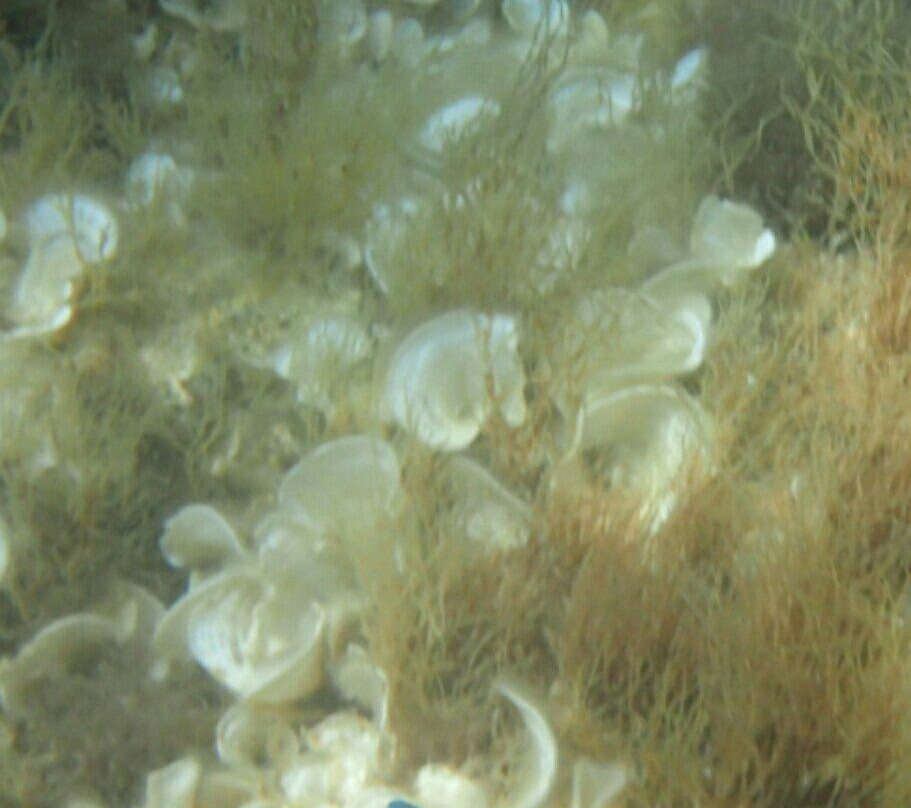 Bugibba Kayak Hire-Bugibba必去景点