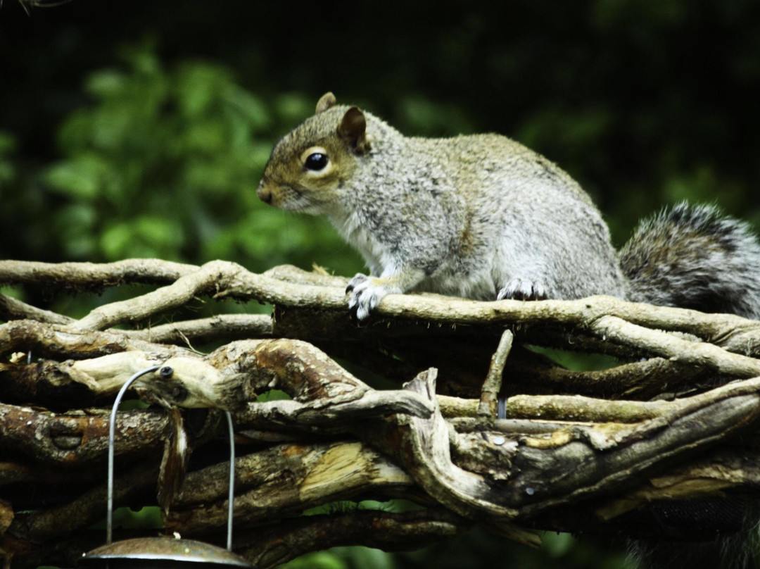 Sirhowy Valley Bird Hide景点图片