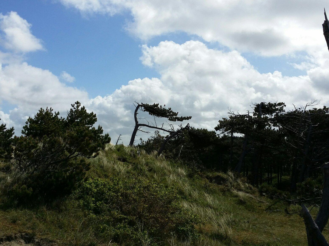 Nationaal Park Duinen van Texel景点图片