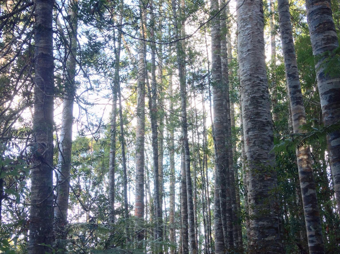 Brick Bay Sculpture Trail-Snells Beach必去景点