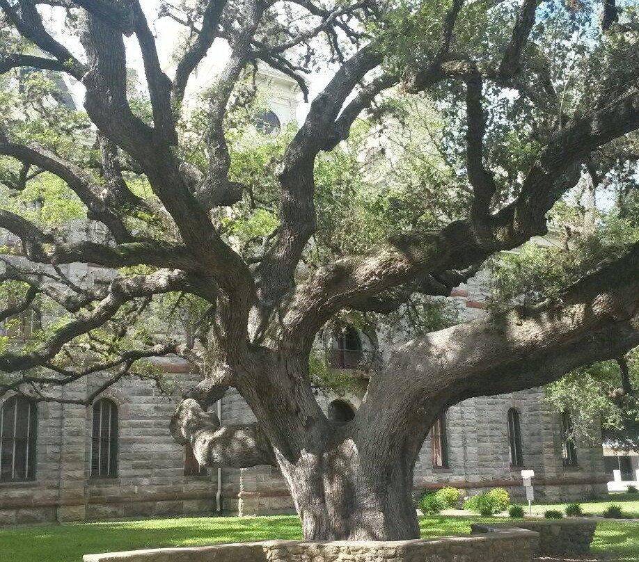 Hanging Tree-Goliad必去景点