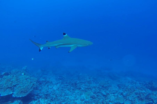 Tahaa Diving-塔哈岛必去景点