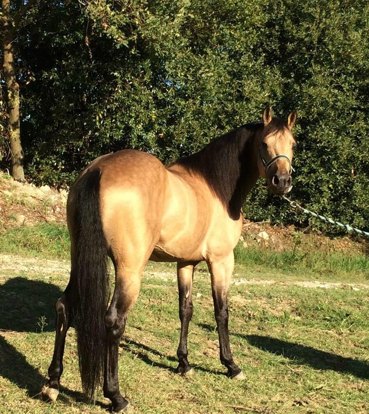 ASD Centro Equestre Bellavista-Cerreto Guidi必去景点