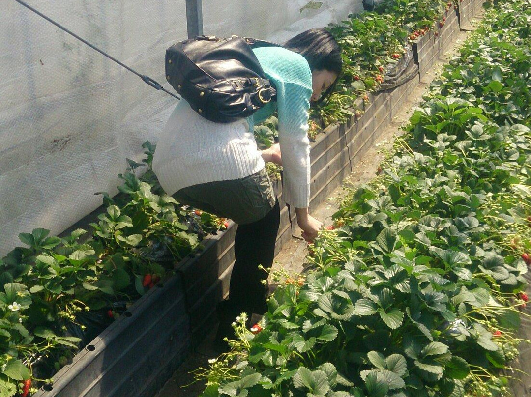 Tateyama Strawberry Picking Center-馆山市必去景点