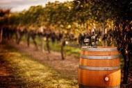 Grovedale Winery & Vineyard景点图片