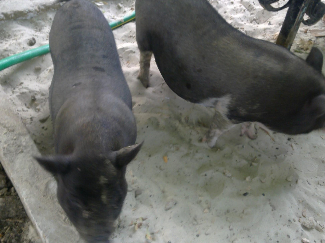 Lukomorie Eco Park-塞瓦斯托波尔必去景点