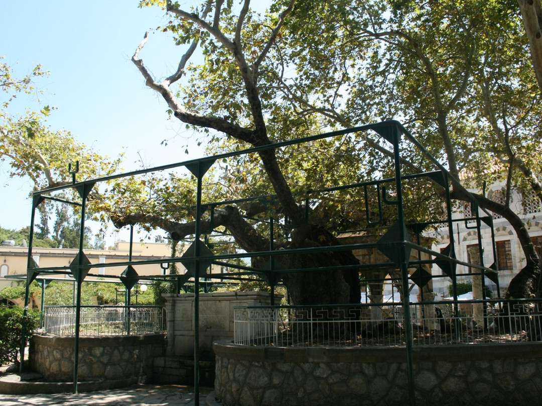 Hippocrates Tree-Kos Town必去景点