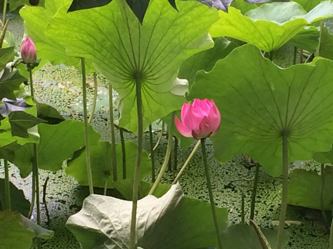 海东湿地公园-昆明市必去景点