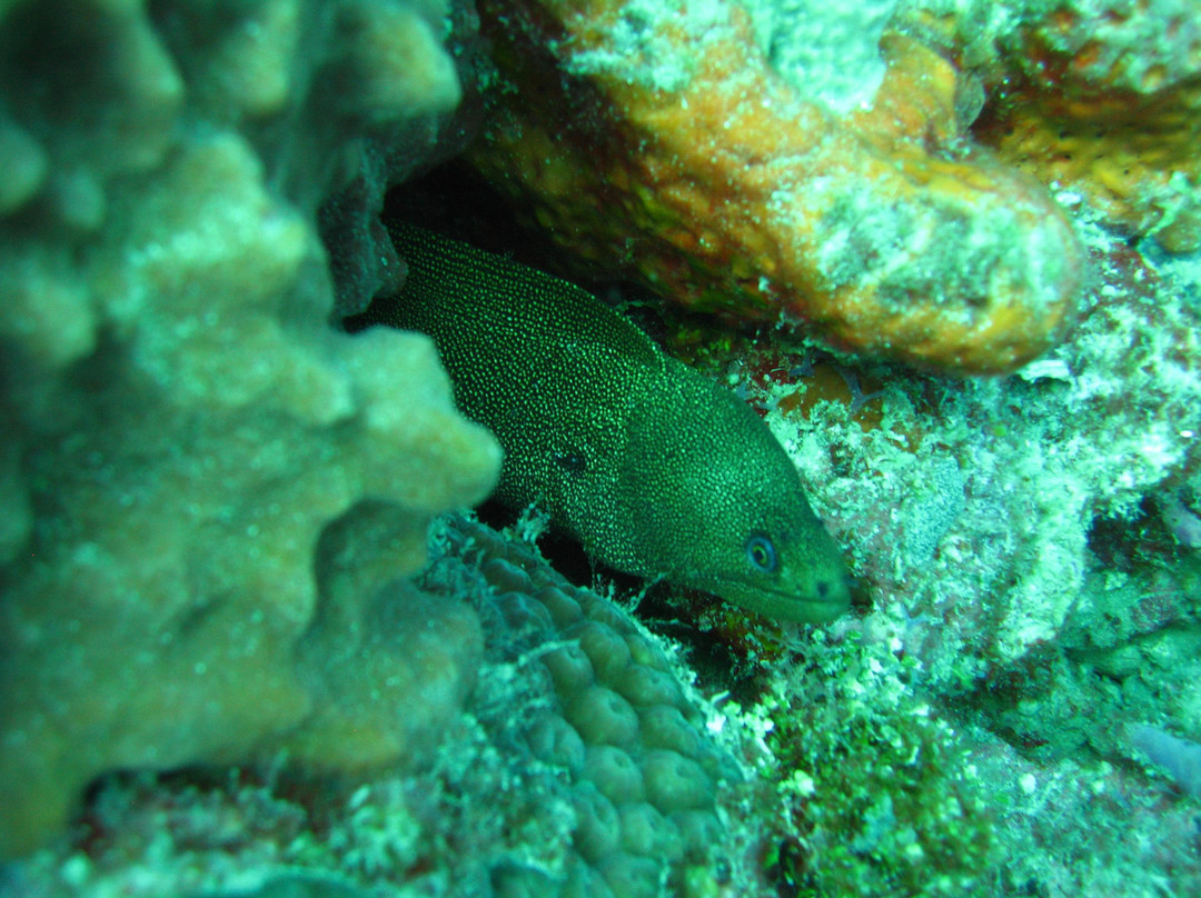 Starfish Scuba-博因顿海滩必去景点