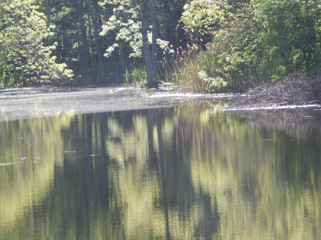 Great Baehre Swamp Wildlife Management Area景点图片