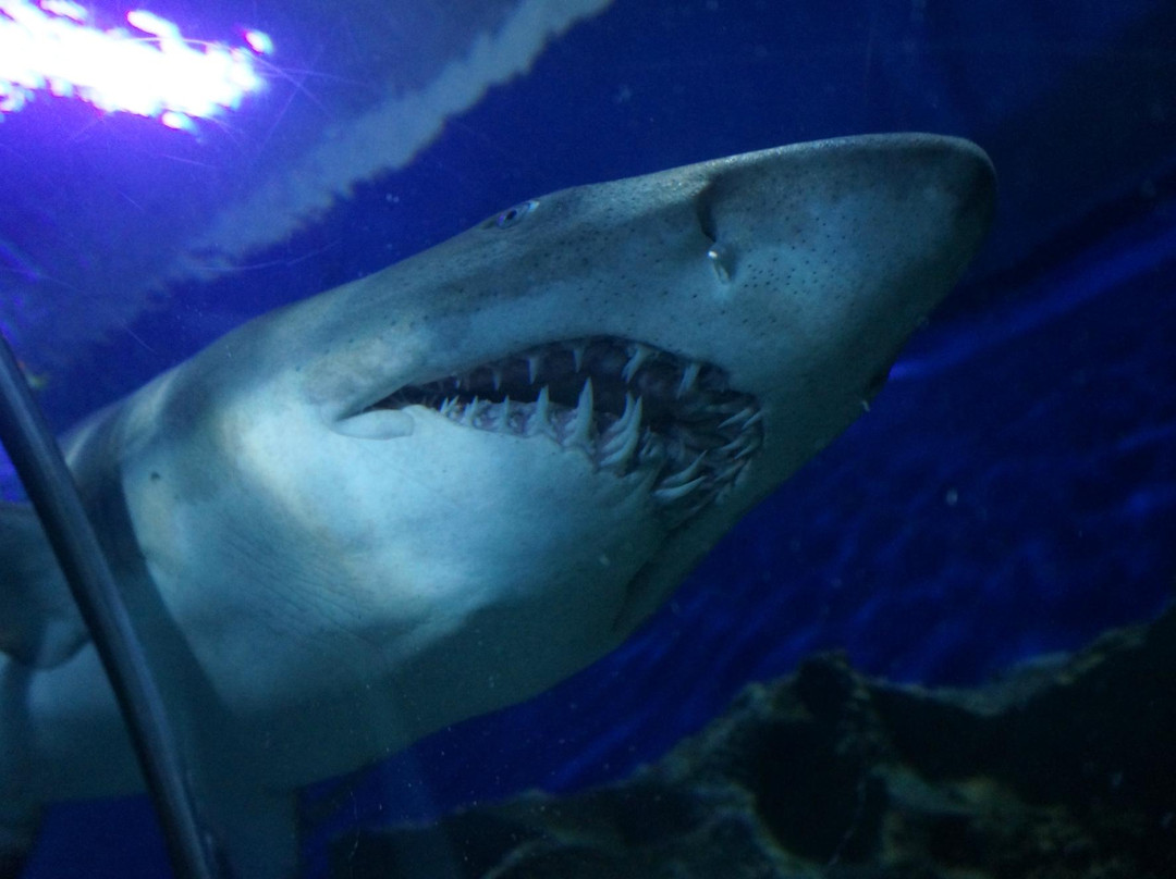 吉隆坡城中城水族馆-吉隆坡必去景点
