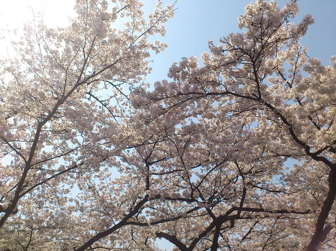 Matsukawa Park景点图片