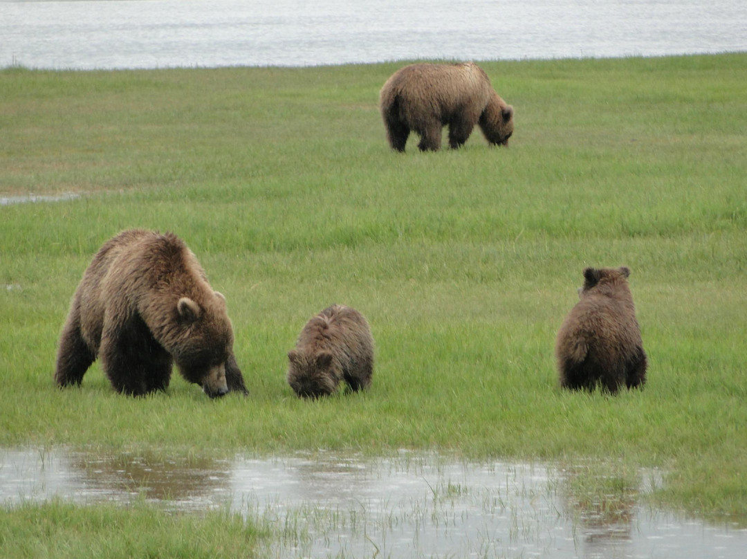 Alaska Bear Adventures-荷马必去景点