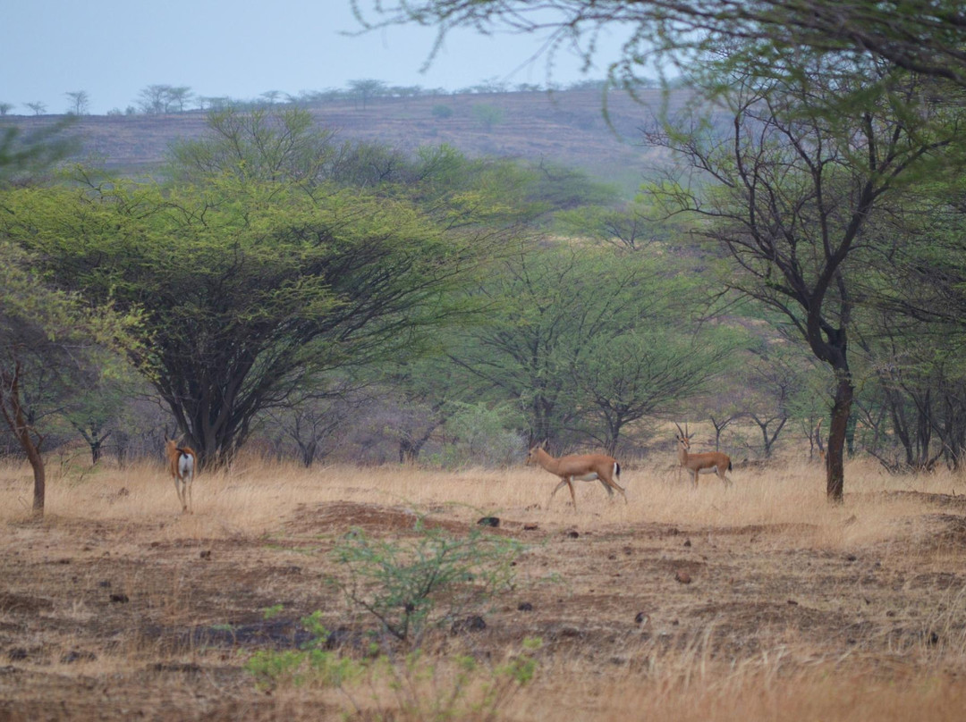 Mayureshwar Wildlife Sanctuary景点图片